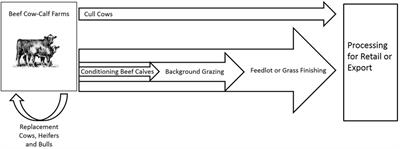 Replacement Beef Cow Valuation under Data Availability Constraints